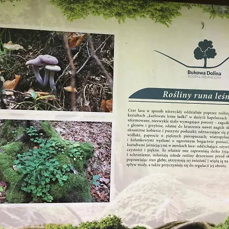 Holenderka Olek Apartament