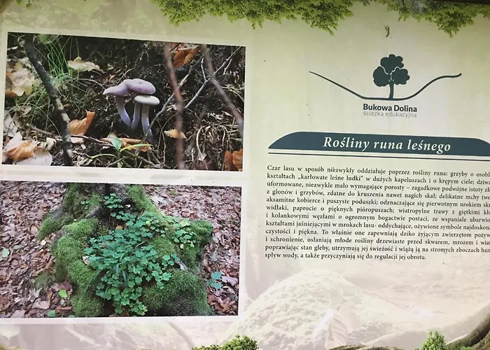 Holenderka Olek Апартаменты