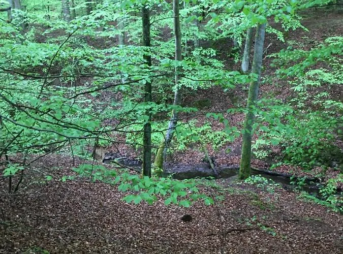 Holenderka Olek Апартаменты Rzeczenica