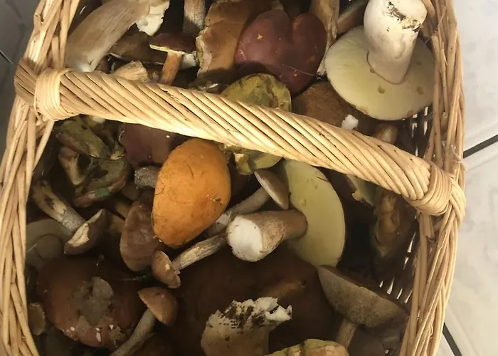 Holenderka Olek Апартаменты *