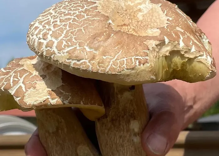 Holenderka Olek Апартаменты Rzeczenica